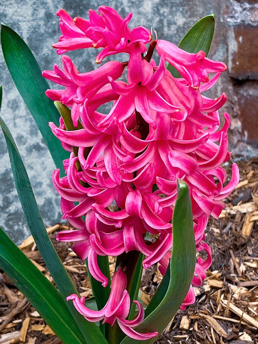 Seen on my walk last evening in Indianapolis Indiana.