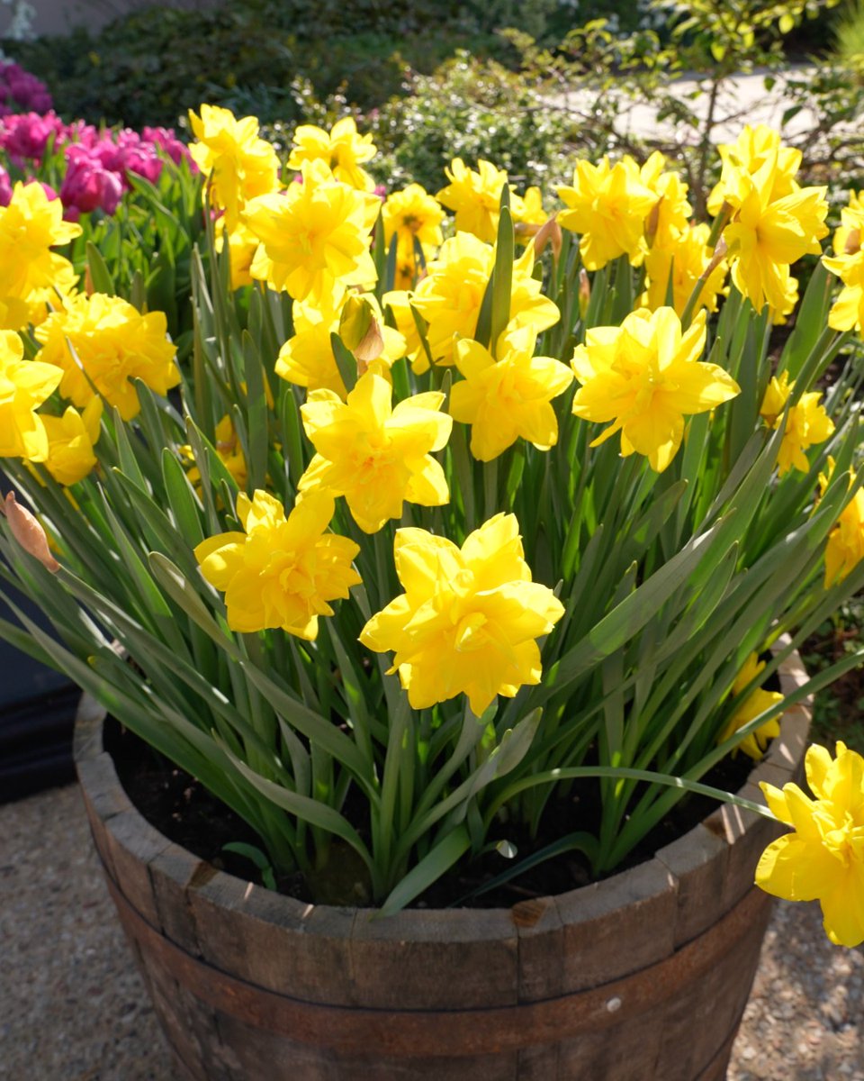 Easter holiday plans? Join us at Hillsborough Castle and Gardens for the Lindt GOLD BUNNY Hunt 🐰

Enjoy a fun family day in our gorgeous gardens while you hunt for elusive GOLD BUNNY statues 🔎 

📆 12 April - 27 April 2025
🎟️ bit.ly/4jvTUne