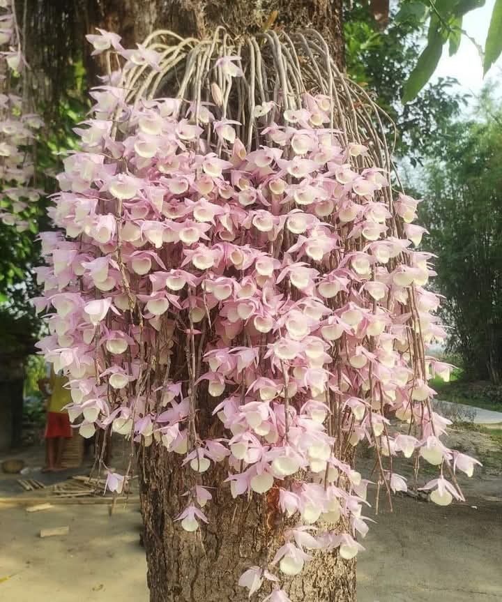 uttamg2's tweet photo. हरेक वर्ष बैशाख १ गते मात्र फुल्ने सल्हेश फूलवारीमा, माला आकारको "सुनाखरी फूल" https://t.co/Usy6aivTr7