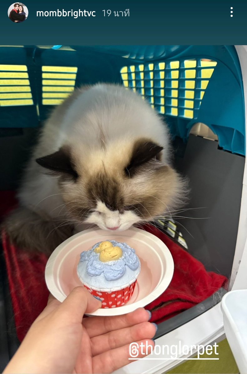 aewaraya1's tweet image. HBD นะจ๊ะสุดสวยของอุนย่า
ไม่ดื้อไม่ซนนะลูก🎂

IGs: mombbrightvc

#bbrightvc
#Amemeow