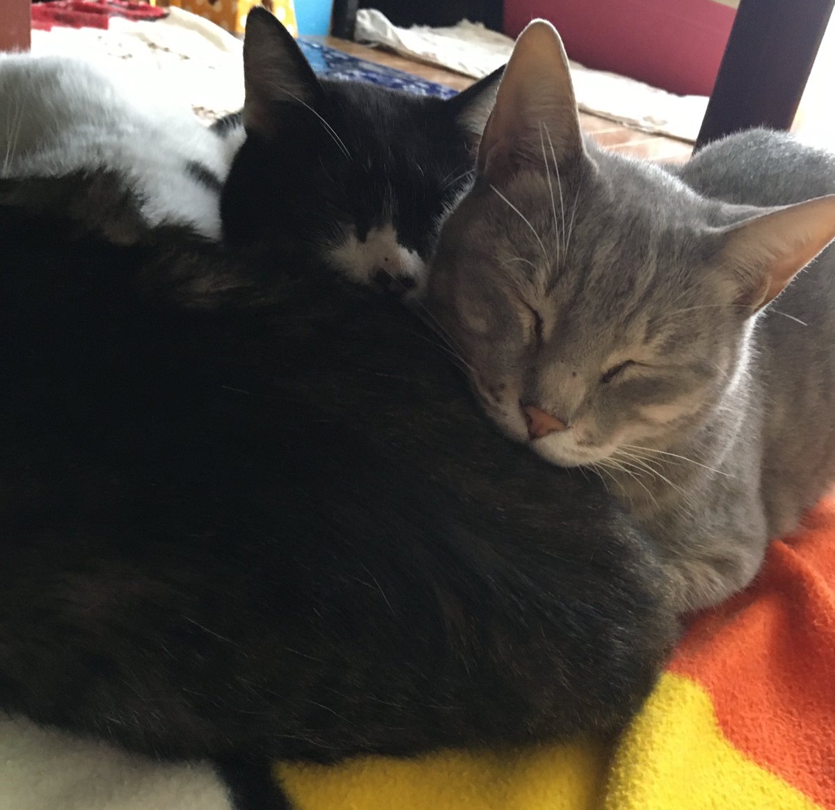 yuummii2's tweet image. 実家の猫が亡くなりました😢
動脈血栓塞栓症
18歳のおじいちゃん4匹とは違って幼少期から12歳の一昨日までずっと活発だったねずみ色の子🐈⬛
スーパーボールで遊ぶのが好きな、犬みたいな猫
わたしの子たちともたくさん遊んでくれてありがとう
もっと遊びたかった
助けられなくてごめんね