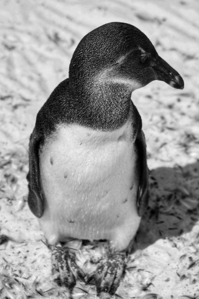 Nichola (@2wildniks) on Twitter photo 
