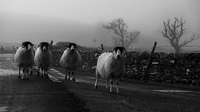 Rosswilson424's tweet photo. Yorkshire Army, marching out of the fog #yorkshirearmy #sheep https://t.co/mGY1zTjGmp