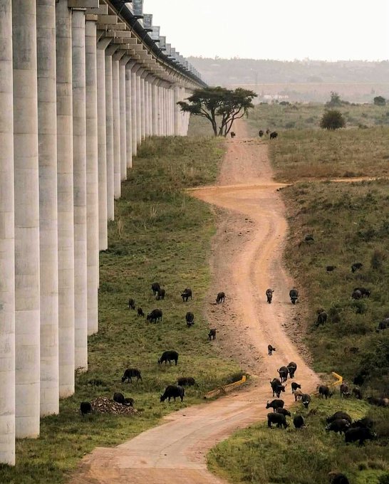KiankempP's tweet photo. In Kenya, we don’t do “petting zoos.”
We do full-on drive-through National Geographic episodes.#vibescheck Sifuna Kairo https://t.co/YU3Bdte92a