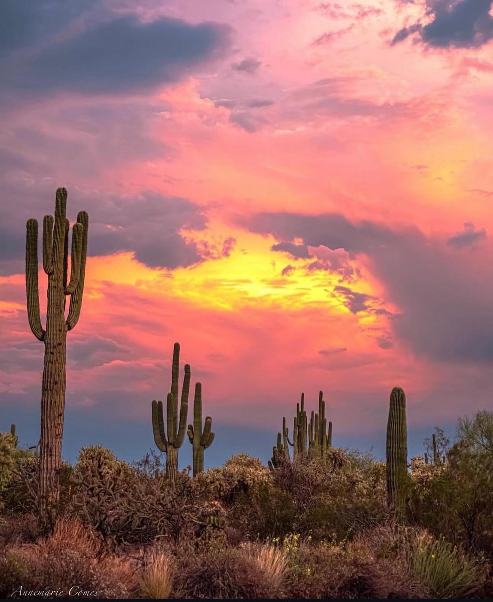 ComesAnnemarie's tweet image. “If you can dream it, you can do it.”
~Walt Disney

#Dreams #WaltDisney #dreamit #Arizona #sunset #beauty