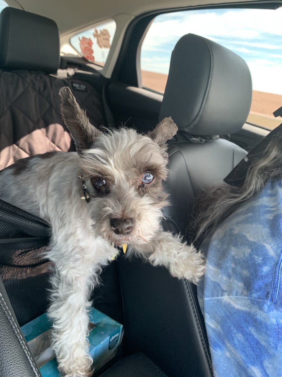 leapyearjane's tweet photo. Sailor Blue🐶 https://t.co/zsbrODfuP6