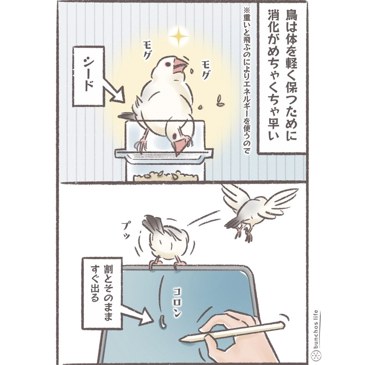 鳥の消化は早いので食事の影響を受けやすい
※食事どきにお目に触れませんように…
#文鳥 
#4コマ漫画 