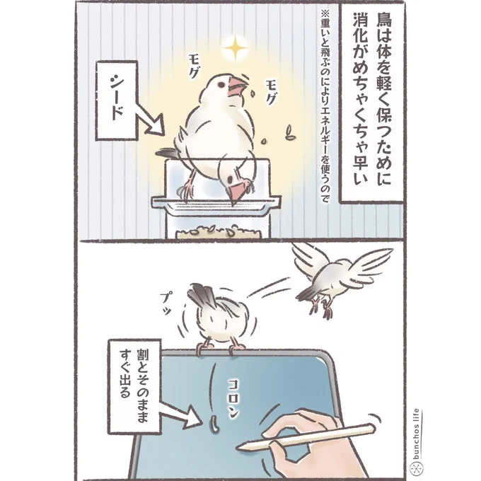 鳥の消化は早いので食事の影響を受けやすい
※食事どきにお目に触れませんように…
#文鳥 
#4コマ漫画 