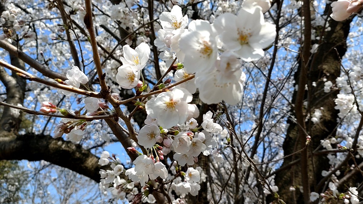 redreader0423's tweet photo. 今年も満開の桜を家族で鑑賞🙌

田舎だから裏山に咲くので珍しいかと言われるとそうでもないけど、一番季節を感じられる花なんだよね😙

明治生まれのおばあちゃん直伝の『さくら茶』を今年も堪能したよ✨
また一年元気に過ごせますように、と🩷 https://t.co/gEwfD7J8Jh