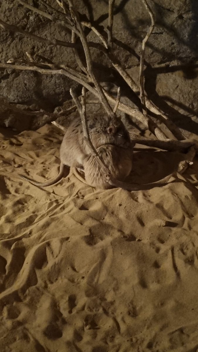 baredtv's tweet photo. me and who (not rats) https://t.co/wLHmJ0C3CE