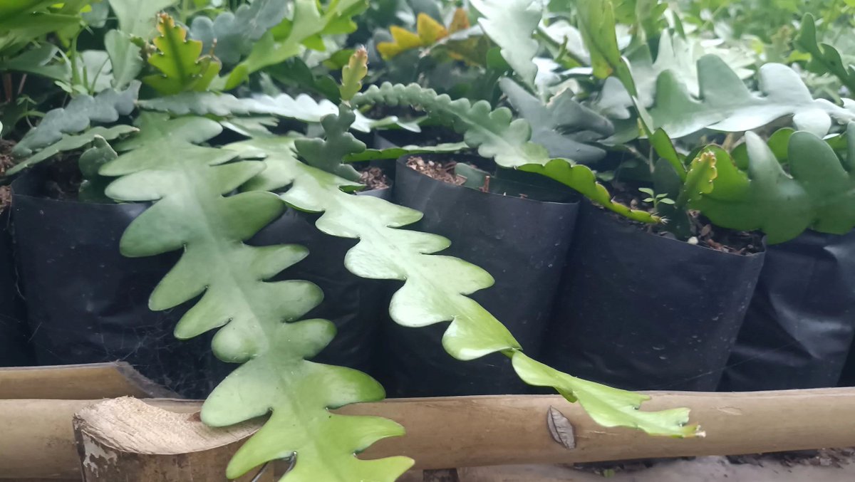 frekenterprises's tweet photo. Meet the Fishbone Cactus – the wild one with zig-zag vibes 🌱
Eye-catching, easy-care, and perfect for hanging pots or shelves!
📦 Delivered across India via India Post &amp; private courier
🚫 No COD
 #cheapsucculentsindia | #buysucculentsindia | #houseplantsoftwitter | #cactuslove https://t.co/c7DD3bejzg