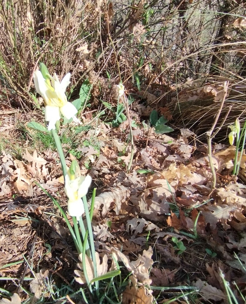 #FloraSilvestre. Narcissus triandrus o Narciso pálido.
Buenos días