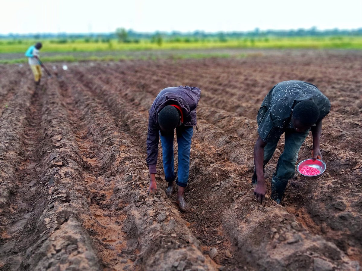 Mazikuagric's tweet image. Good morning from the #GOBO Maize Field