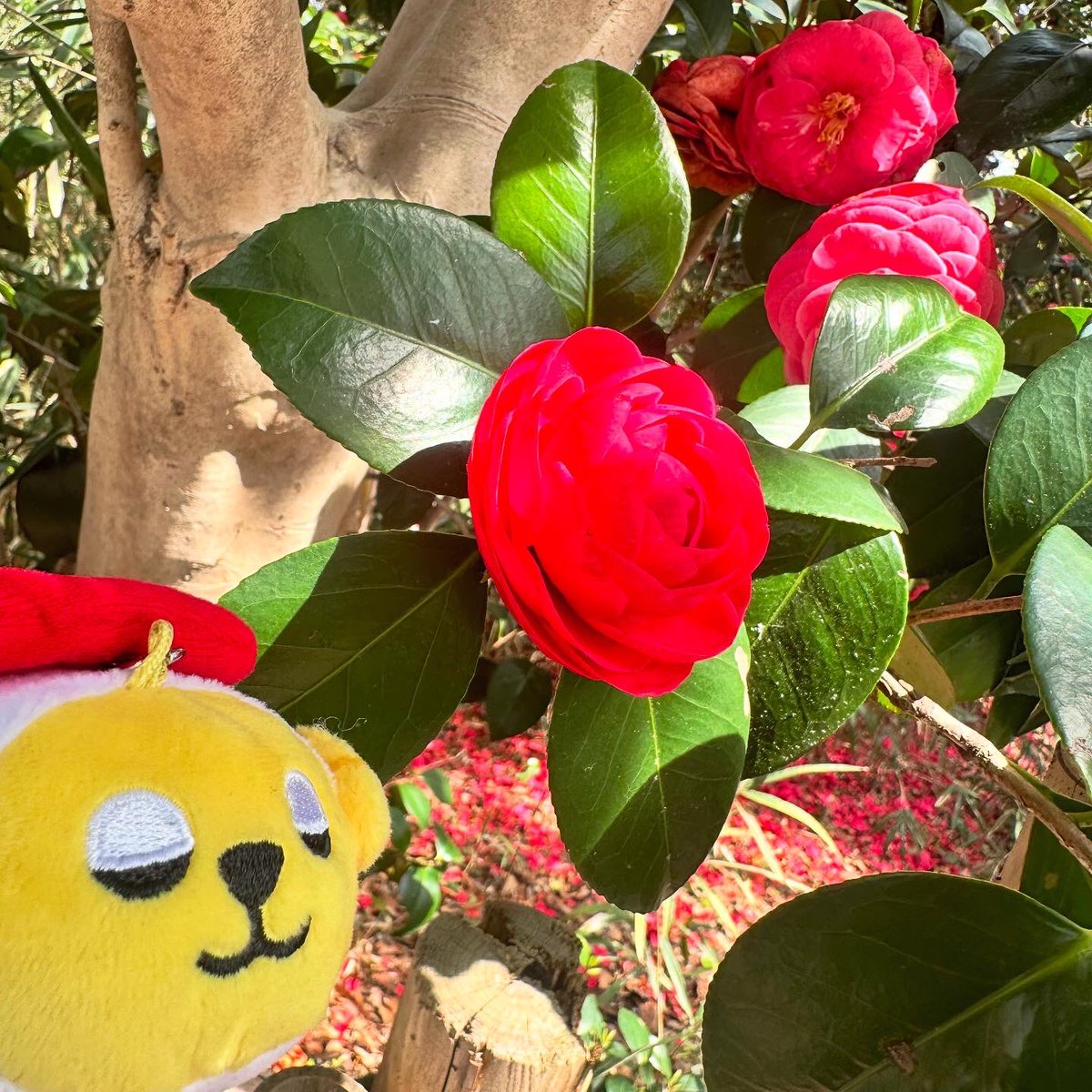 真っ赤なお花と淡いピンクの桜が並んで咲いていたヨ。
真っ赤なお花はツバキかな？サザンカかな？どっちだろう？
#桜 #さくら #ツバキ #サザンカ 
#スシズー #スシメー #sushizoo #susheep #ぬい撮り #ぬいぐるみ