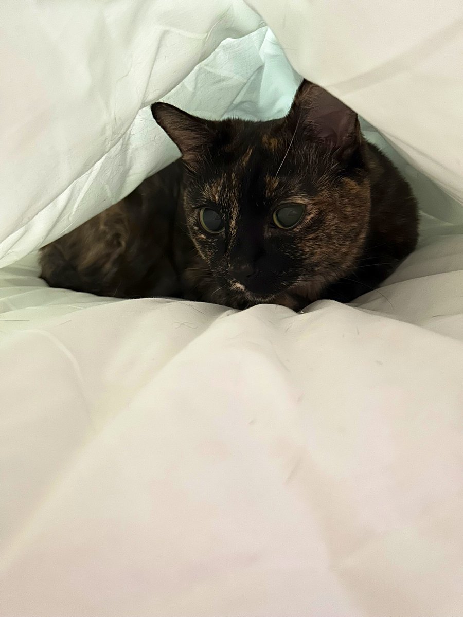 Mi the tortie cat tweet media