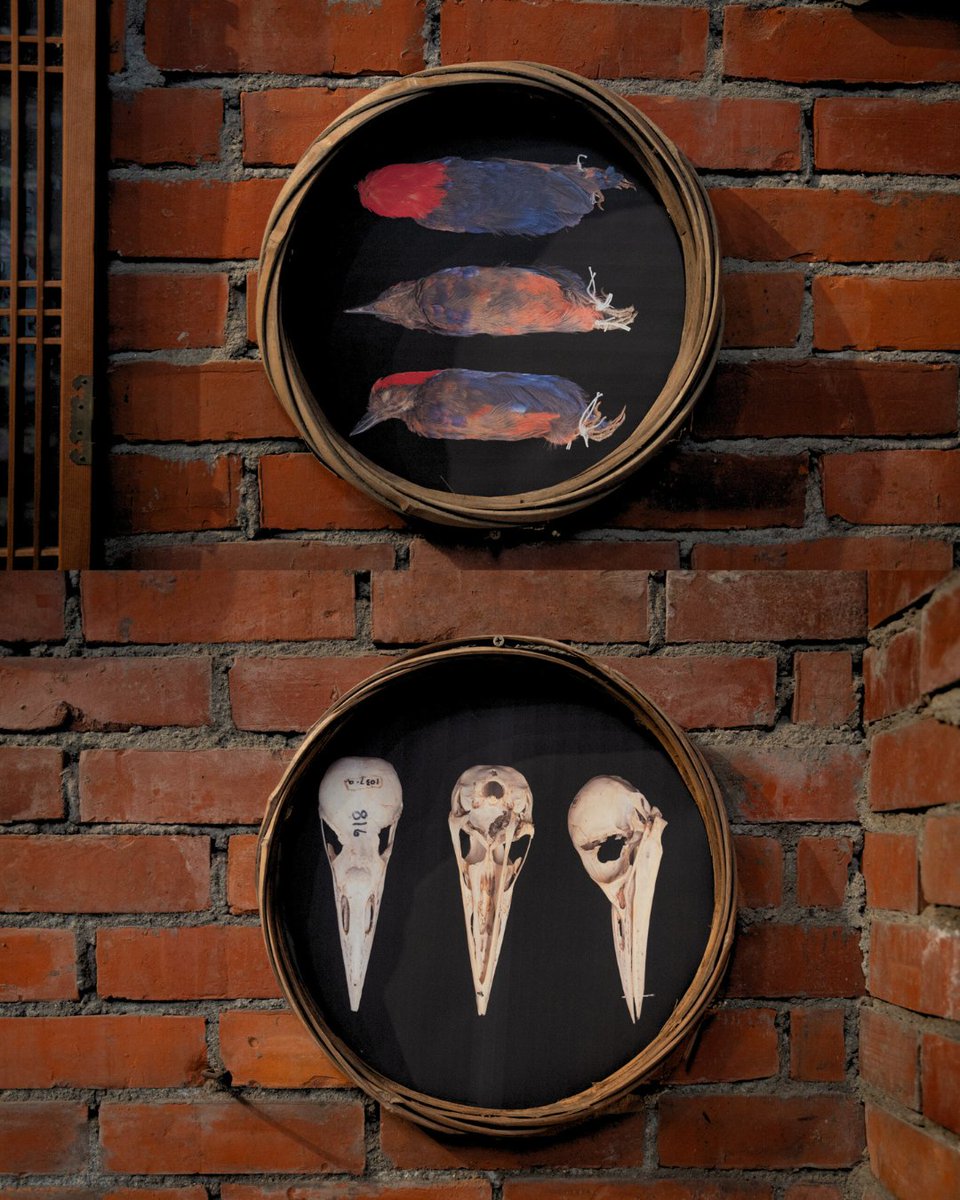 signifynathist's tweet image. This week, we look at an exhibit held in Japan at the end of 2024. It is an art installation by DOKYU, featuring selected SIGNIFY specimens that were framed in windows frames and other parts of previously abandoned buildings. For more, please click the link in our bio!