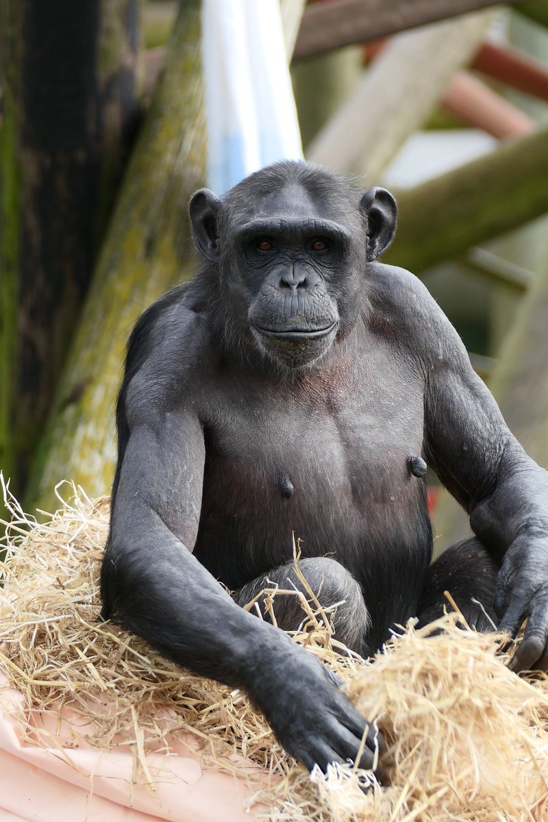 MWApeRescue's tweet photo. Female chimpanzee Johni has made herself a spectacular day nest to relax outside in! Visitor Andy took this incredible photo of Johni, who is a high ranking female in Hananya's community 😊 https://t.co/r0Z3rZGo60