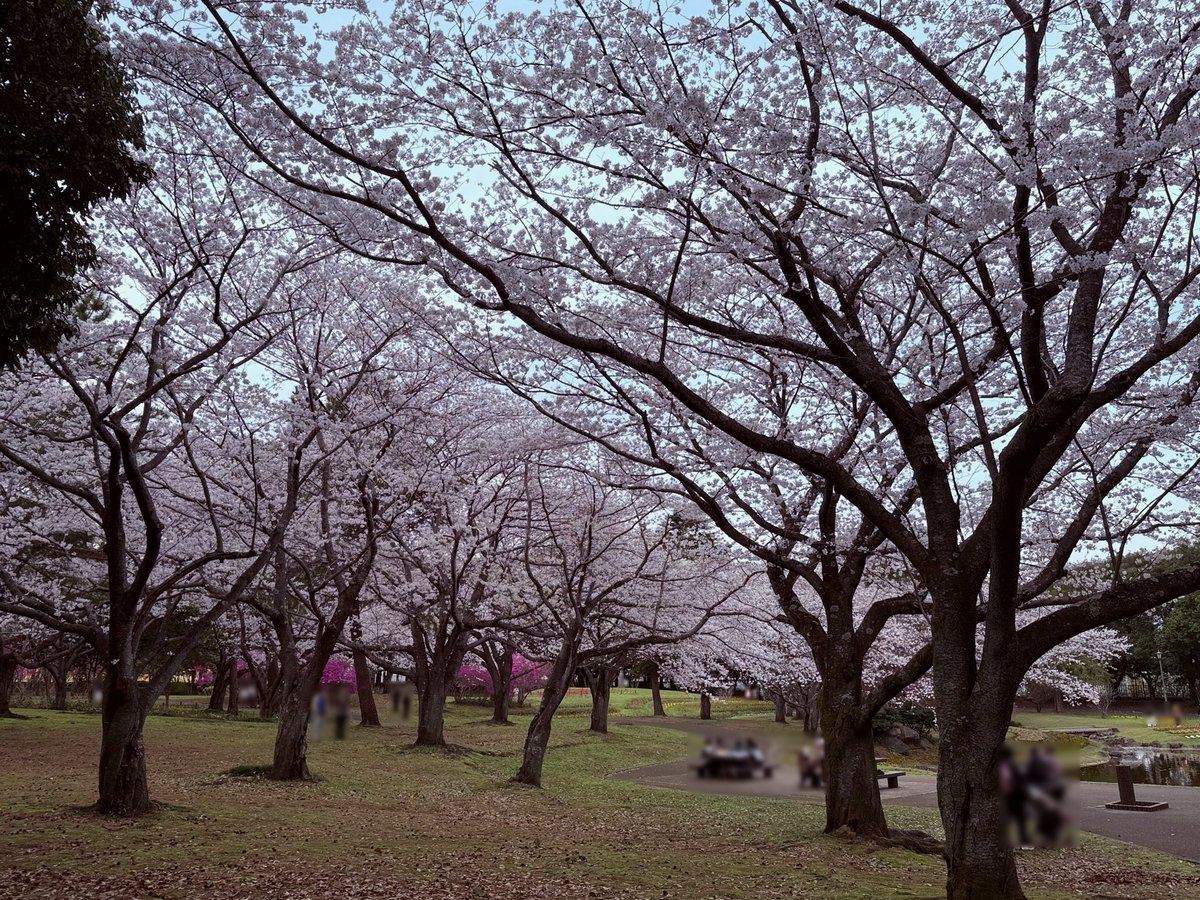 #別府市 の #別府公園 を紹介します💡
別府駅から徒歩圏内の広々とした都市公園で、春は一面に咲く桜が見どころ🌸
のんびりとお散歩にも賑やかなピクニックにも最適で、地元の方はもちろん観光の合間に立ち寄れる人気の場所です🍀
次回のふるさと #大分の風景/#大分の景色 もお楽しみに！
#大分銀行