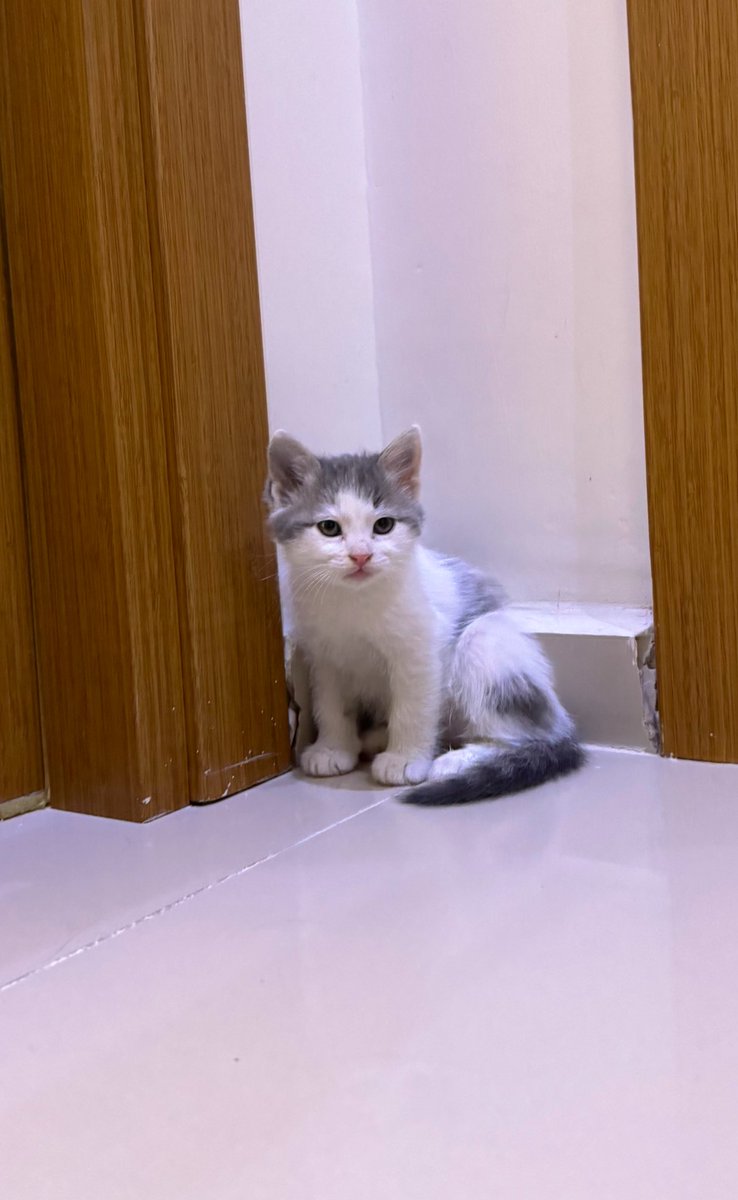 ctrl_fe's tweet photo. arkadaşlar merhaba, sokakta baktığım kedim 27 Şubat'ta doğurdu.yavrular mamaya geçti, kuma alıştılar.hepsi oyuncu dünya tatlısı. binada kapımın önünde bakıyorum, daha fazla binada zapt edemiyorum, sokağa gitmeden 3-4-6 numaraya ÖMÜRLÜK yuva arıyorum.(arada haber almak şartıyla) https://t.co/CSfsSf1EyN