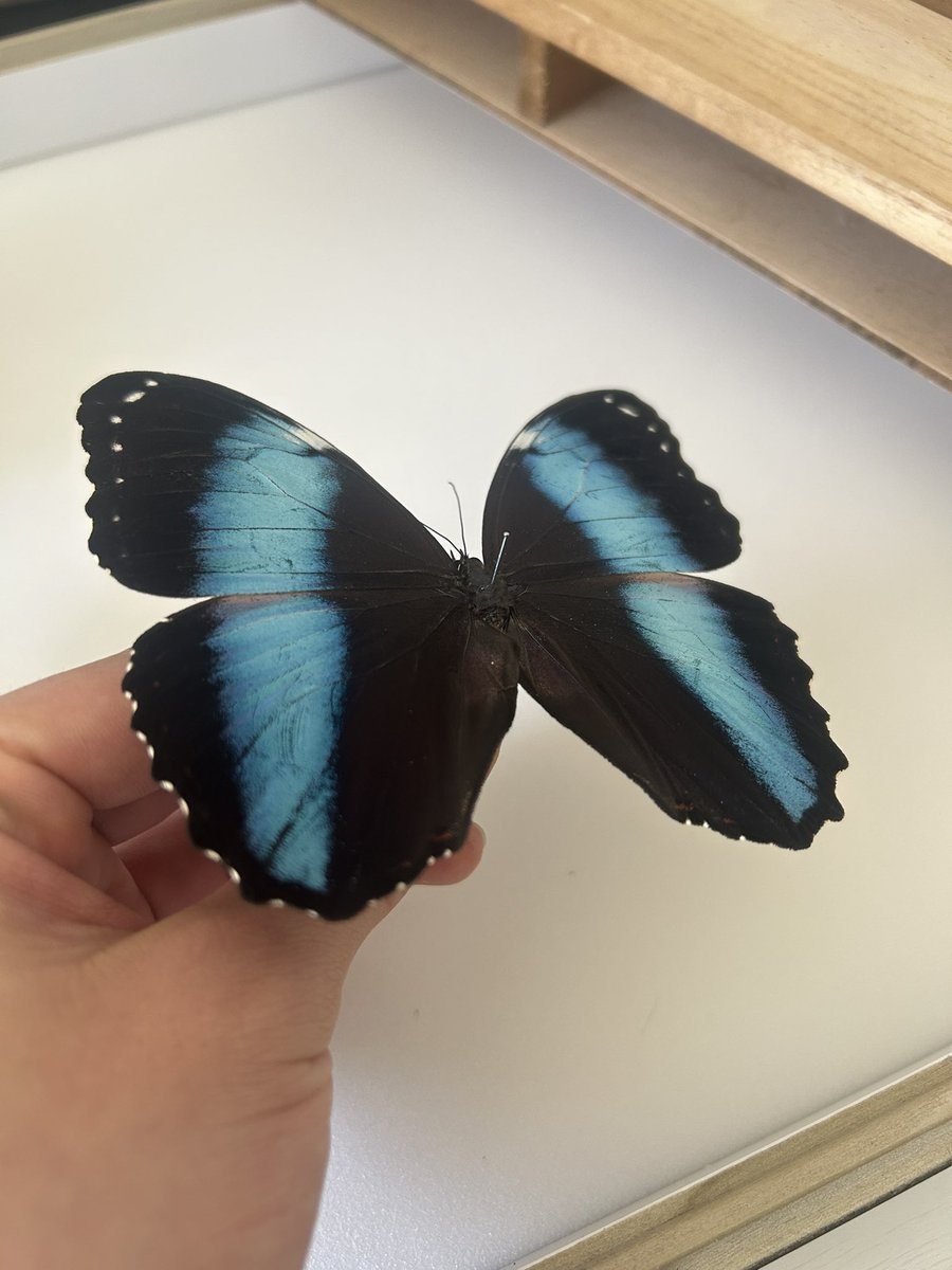 アキレスで良いのだろうか、これはとてもモルフォ、空振りの思い出が蘇る。