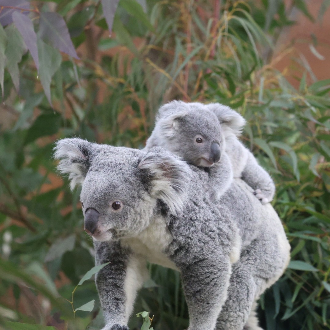 上が「さち」
下が「ふく」
合わせて「幸福」
見た人に幸せを届ける幸福親子🐨🐨

＃埼玉県こども動物自然公園　＃コアラ