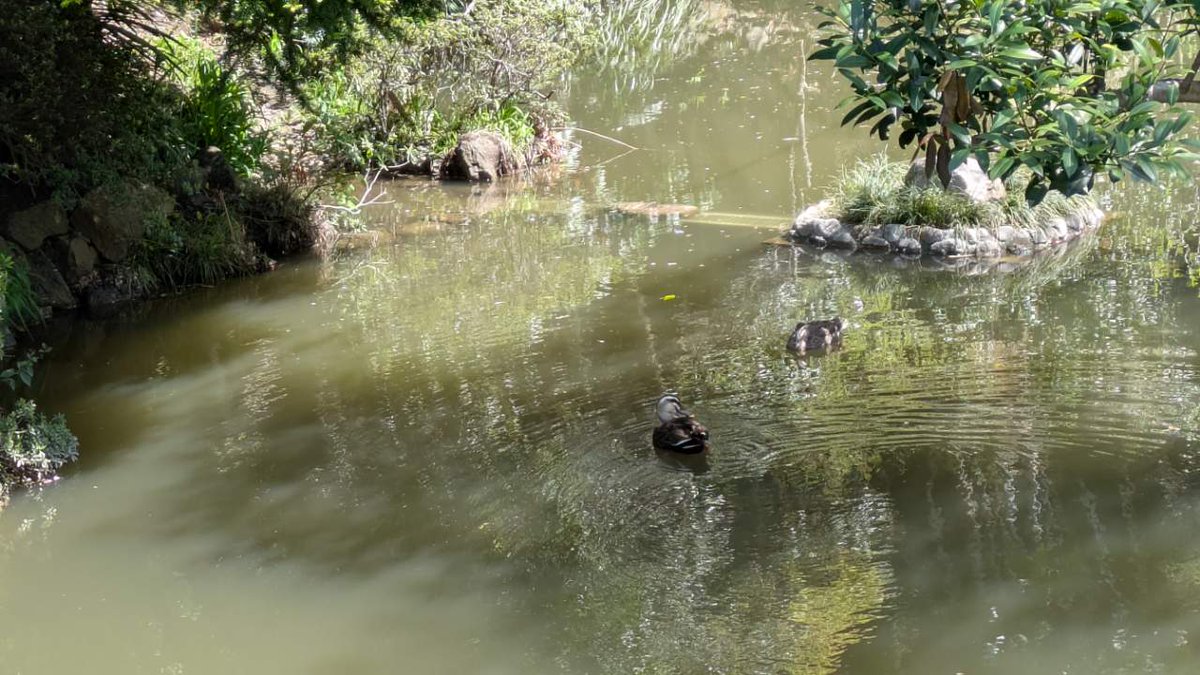 今日は良い天気ですね～！
月曜日は散策プログラム、龍寶寺まで徒歩で行きました☺️

気温が高く暑いかなと思いましたが、風が心地よく、気持の良い散策となりました✨

写真📷もばっちり👌

#企業公式相互フォロー #鎌倉市 #大船 #就労移行 #障害者雇用 #精神疾患 #発達障害