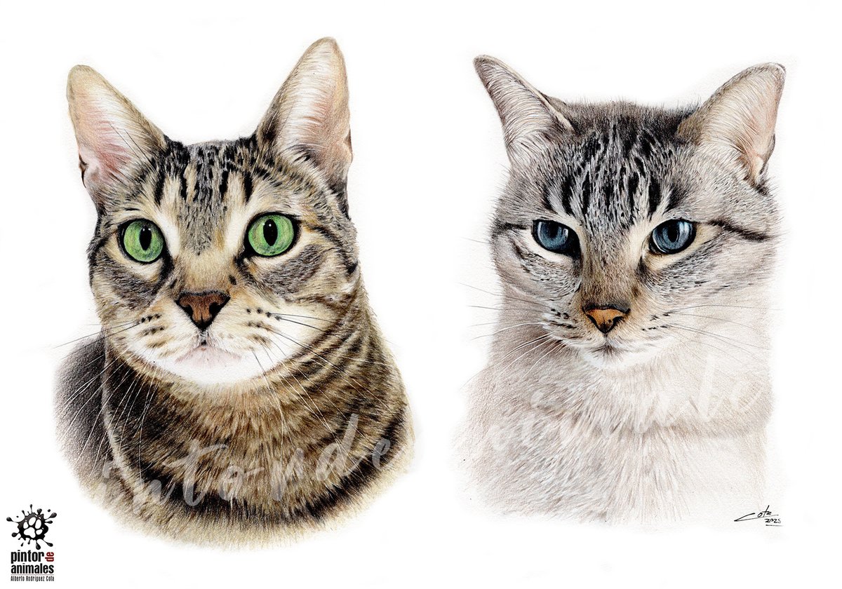 Me mata ese dibujo en la frente, esos pelos formando una especie de collar, esos ojos con relieve lunar....pero caray, que agradecidos de dibujar son los gatos!!!