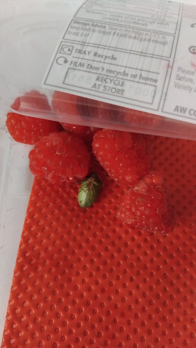 Laura130262's tweet photo. @coopuk really? Just found a cricket in my raspberries bought at Co-op Nork in Surrey. What kind of checks do you do? 🤢 #extraprotein https://t.co/sFM2mfVGQF