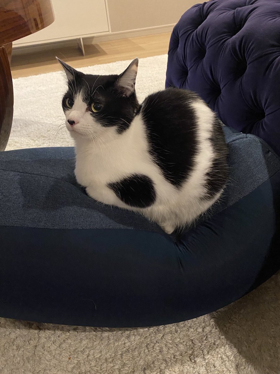 ⭐︎あややページ⭐︎のびねこ他14種 ⭐︎あやや様専用⭐︎のびねこ新潟⑤・のびしば沖縄⑦ - メルカリ