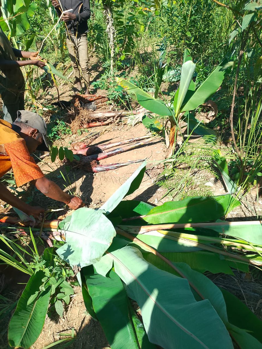 🌱 Transforming plot borders into productive spaces! Preparing &amp; establishing banana plant cultivation along field edges for sustainable farming. #Agroforestry #SustainableAgriculture #CNCALA