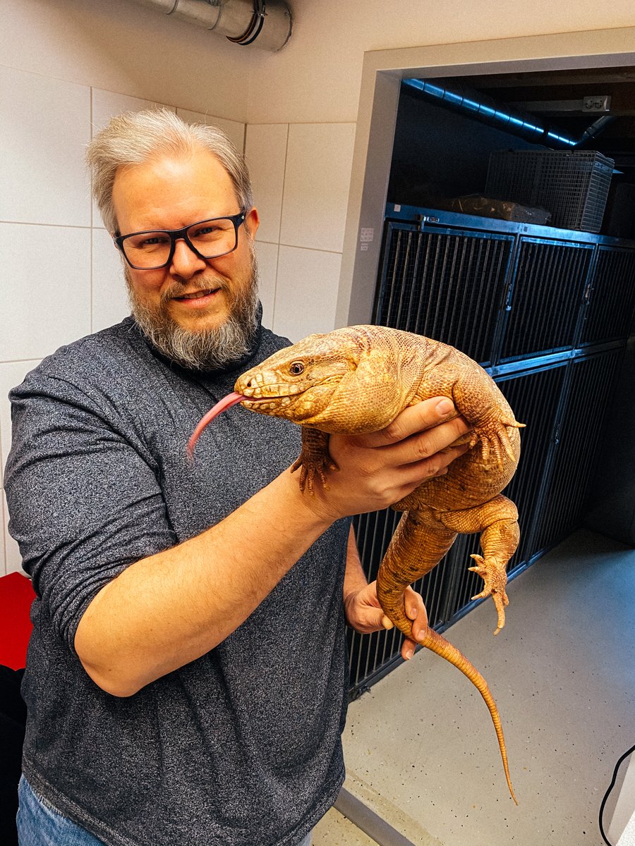HenningWilts's tweet photo. 🦎 Heute zu Besuch: zwei außergewöhnliche Patienten – ein schwarz-weißer &amp; ein roter Teju! Exoten-Alarm in der Tierarztpraxis 🩺🔥

👉 Du willst auch solche Tiere behandeln?
📢 Wir suchen Tierärzt:innen – jetzt bewerben! #Teju #Tiermedizin #Exoten https://t.co/wNqoI9h5NR