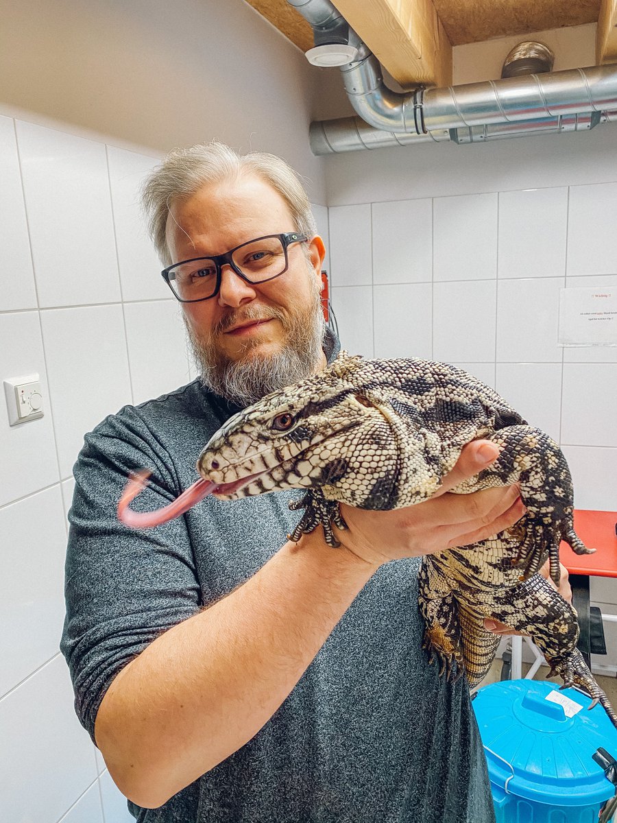 HenningWilts's tweet photo. 🦎 Heute zu Besuch: zwei außergewöhnliche Patienten – ein schwarz-weißer &amp; ein roter Teju! Exoten-Alarm in der Tierarztpraxis 🩺🔥

👉 Du willst auch solche Tiere behandeln?
📢 Wir suchen Tierärzt:innen – jetzt bewerben! #Teju #Tiermedizin #Exoten https://t.co/wNqoI9h5NR