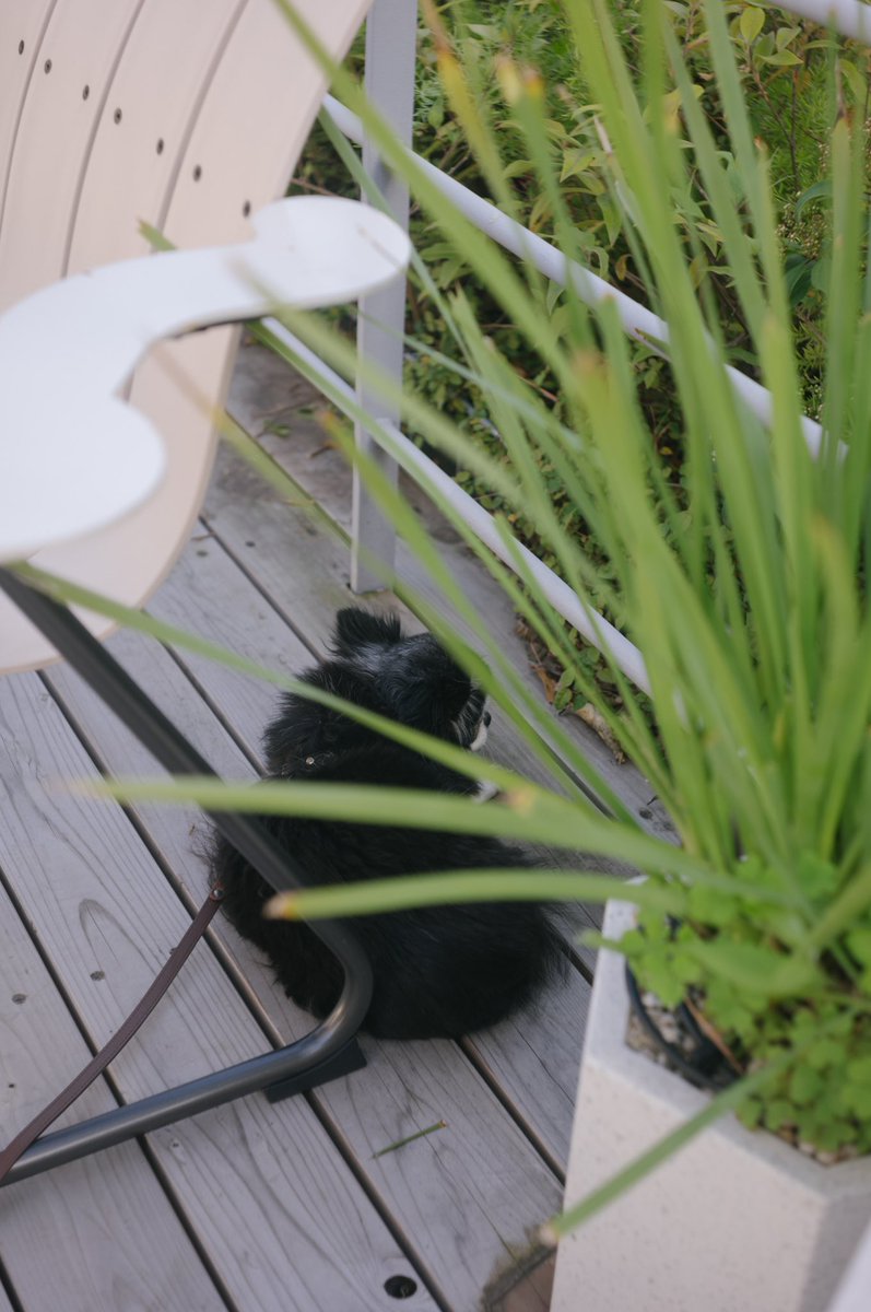 creamu's tweet image. 最高の仕事環境にたどり着きました。

#daikanyama #tokyo #leica #elmar50