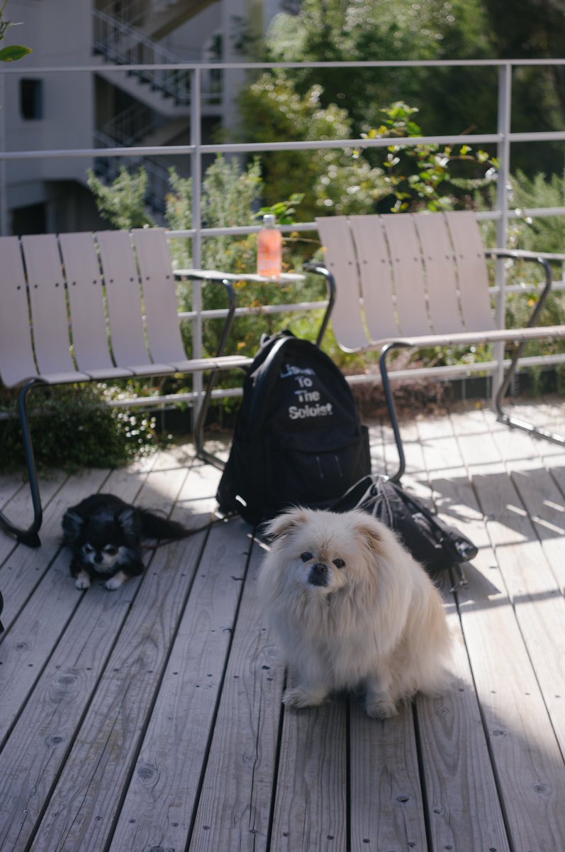 creamu's tweet image. 最高の仕事環境にたどり着きました。

#daikanyama #tokyo #leica #elmar50