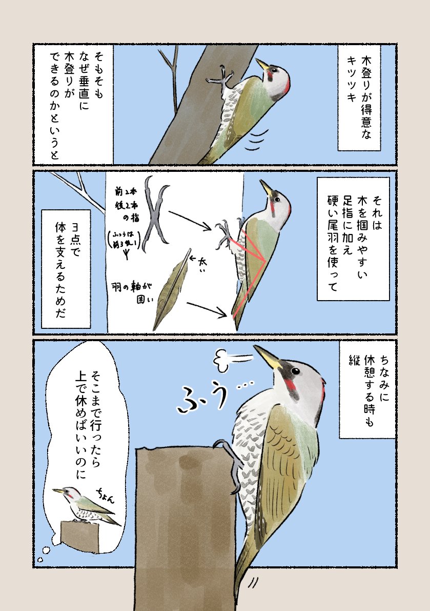 「キツツキの秘密」
木登りに特化した体をしています! 