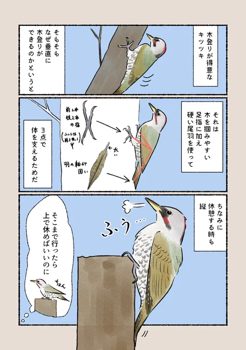 「キツツキの秘密」
木登りに特化した体をしています! 