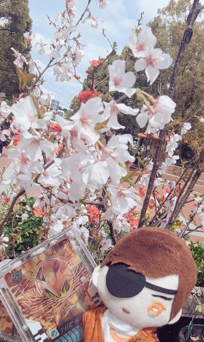 少し前に取った写真ですが、桜見に行く機会なかったなあと思ってたら多摩センターの通りに鉢植えの桜があったので一緒に写真を撮りました#たきゅーと春のぬい撮り祭り2025 
