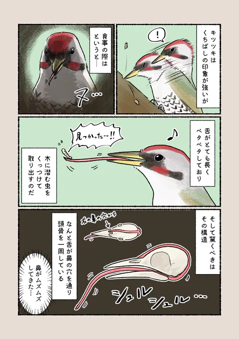 「つついているだけではなかった!!」
まさかの舌の収納方法です。 
