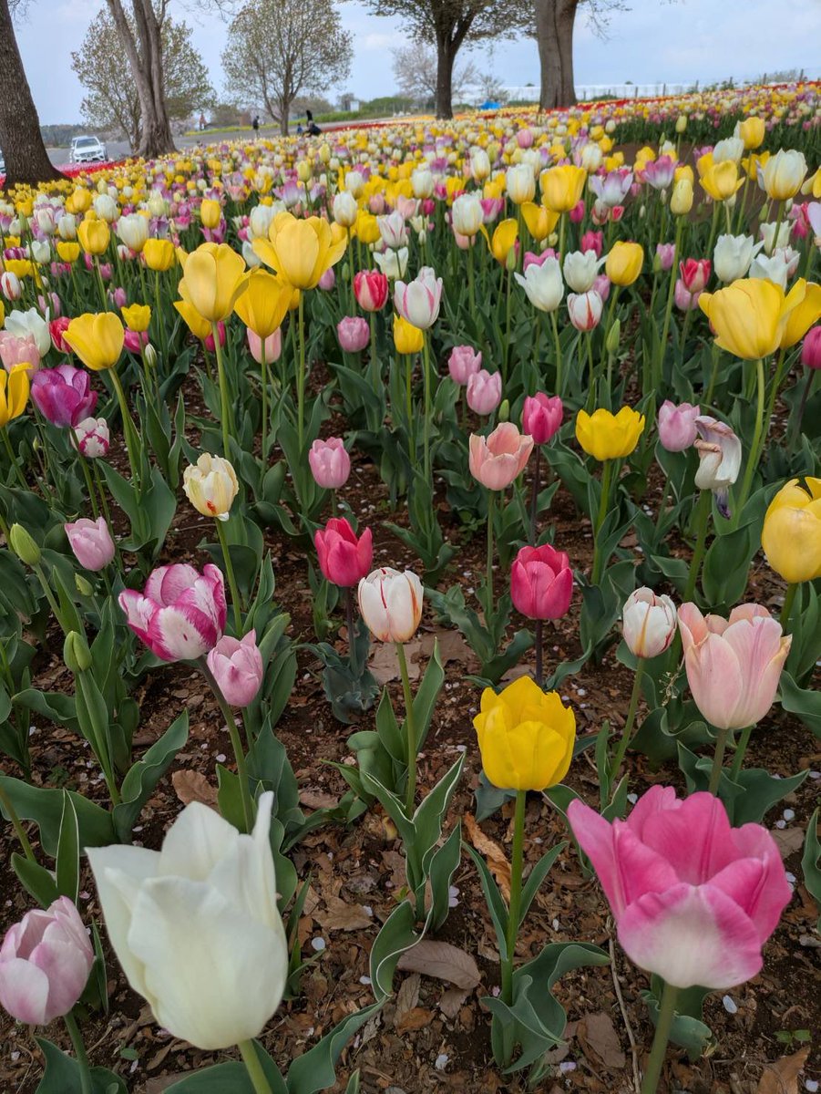 t_doitsu's tweet photo. 💐春のお花が続々と咲いてきました💐

最近はお天気が良くない日が続きましたが本日は綺麗な青空が広がりましたね✨

こんな日はお花を見ながら東京ドイツ村でお散歩なんていかがでしょうか☺️

皆様のご来園お待ちしております！

#東京ドイツ村　#ドイツ村 https://t.co/U23APlLRKH