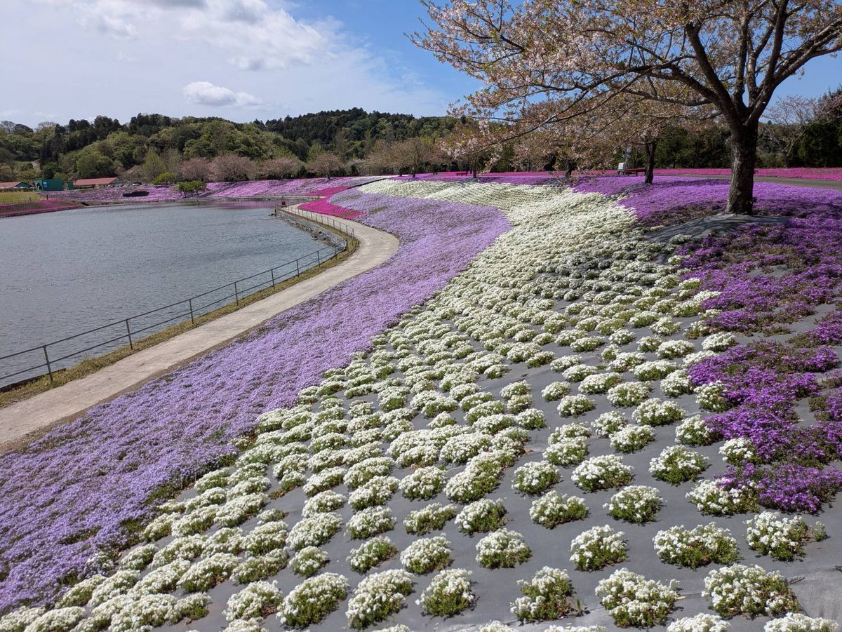 t_doitsu's tweet photo. 💐春のお花が続々と咲いてきました💐

最近はお天気が良くない日が続きましたが本日は綺麗な青空が広がりましたね✨

こんな日はお花を見ながら東京ドイツ村でお散歩なんていかがでしょうか☺️

皆様のご来園お待ちしております！

#東京ドイツ村　#ドイツ村 https://t.co/U23APlLRKH