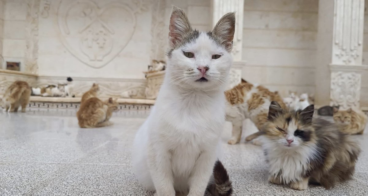 The Authentic Cat Man From Aleppo tweet media