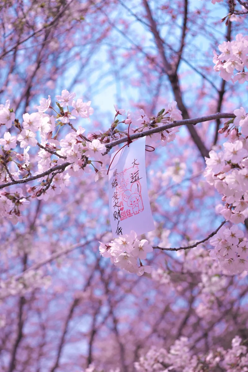 JpYantai's tweet photo. 「街全体が桜の海に包まれ、春を満喫しよう」2025年煙台・竜湖国際海岸桜祭りが開催されました！桜が満開で、枝いっぱいに重なり合い、美しい春の景色を存分に表現しています。🌷🌺🌹😄 #大美煙台 #春日煙台
（写真提供：煙台文化・観光局） https://t.co/OdUW7vEMyN