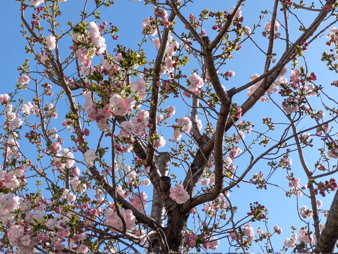ようやく青空で桜見た気がする 