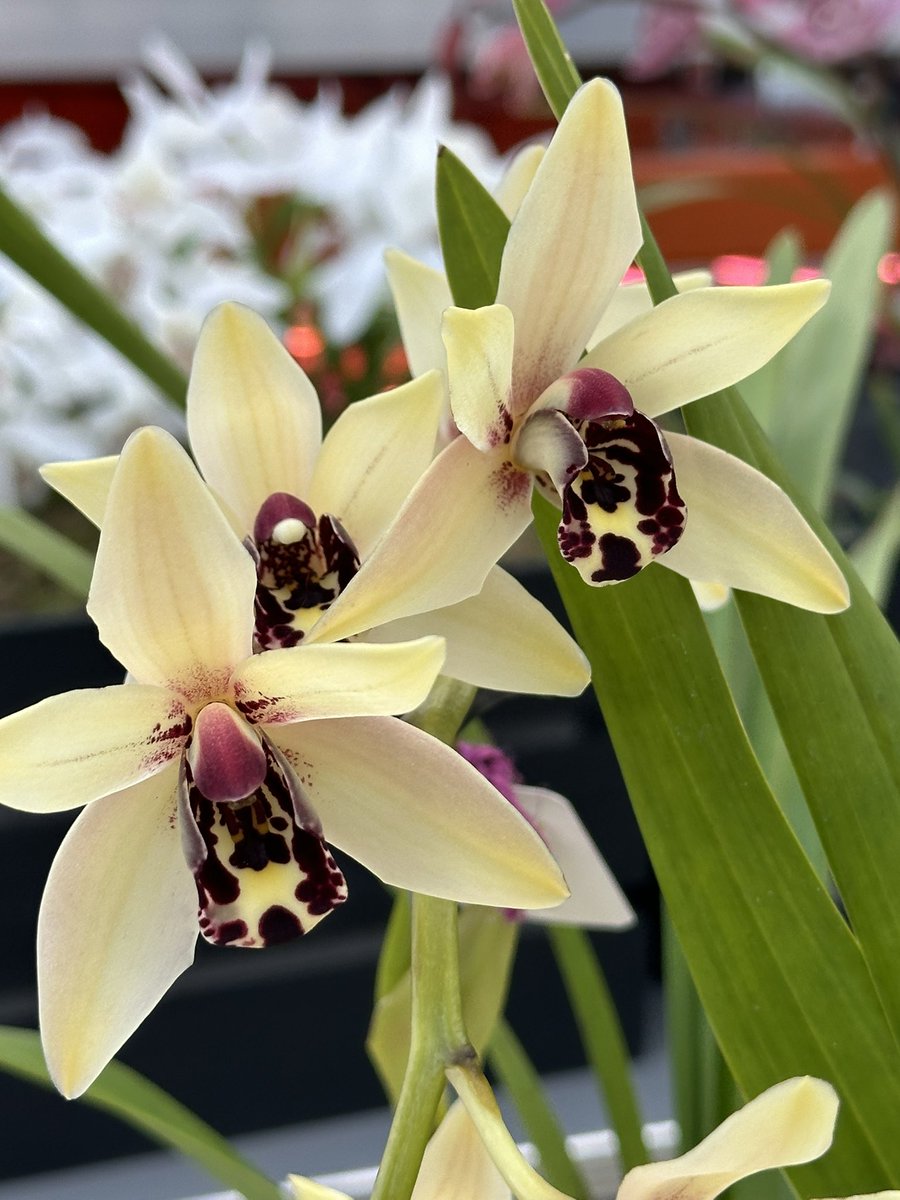 Cymbidium URG (Parish Madness ‘Rio Negro’ x Hypnotic Eye ‘New Horizons’) with yellow blooms and an eye catching lip. First flowering in the nursery, a fantastic new hybrid from New Horizons. 🌿

#orchids #orquídeas #nature #conservation
