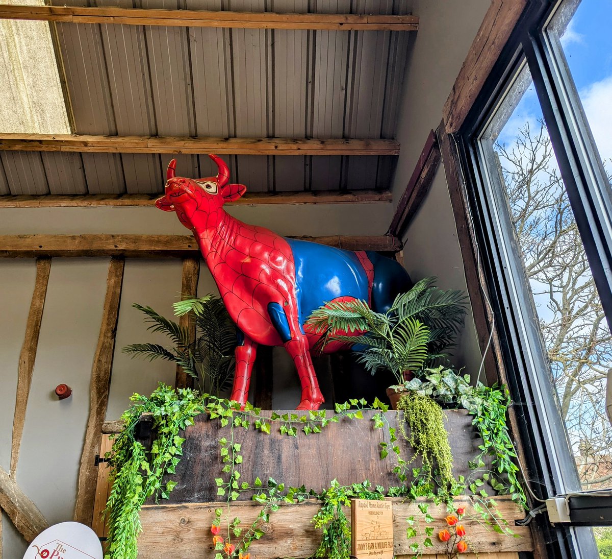 Spider cow #jimmysfarm #Suffolk