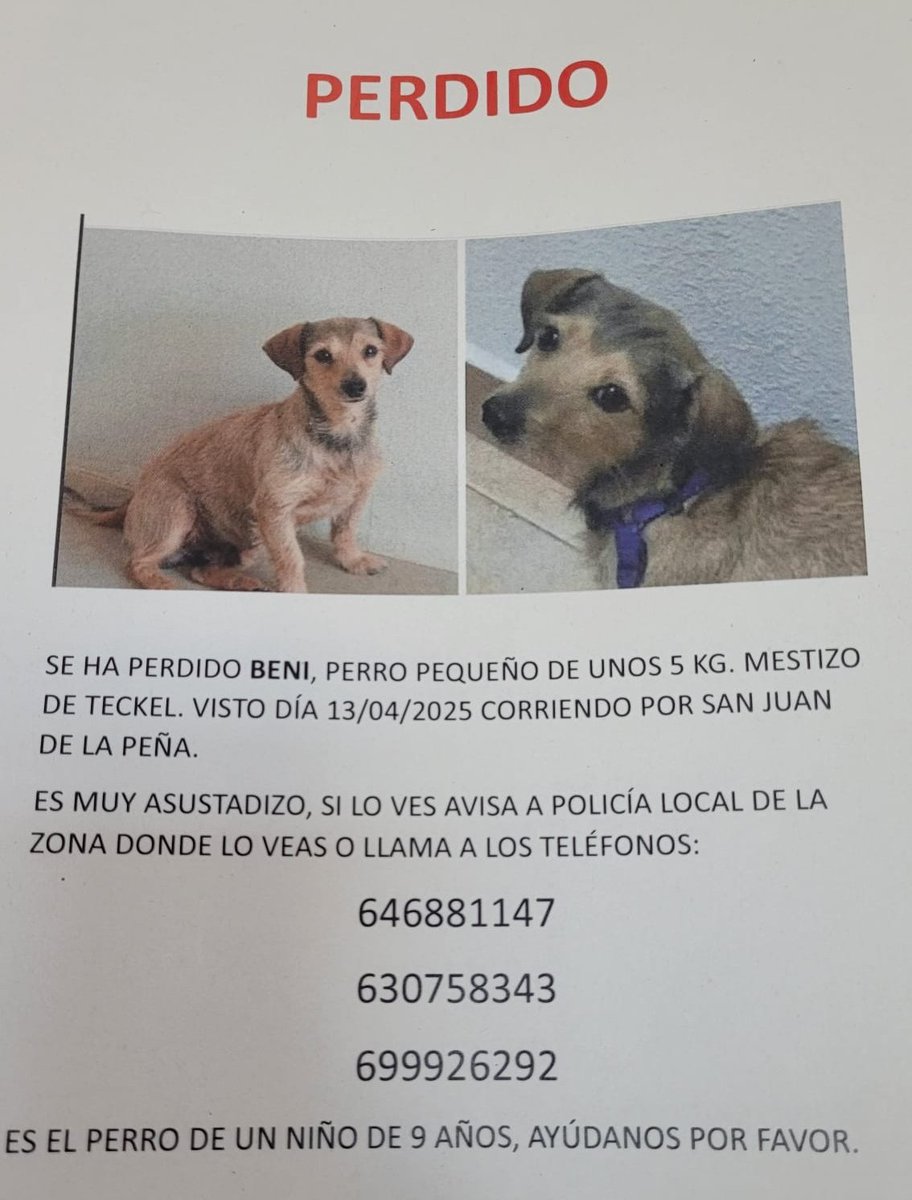 Misifu72's tweet photo. ¡FIRULAI PERDIDO EN ZARAGOZA!🐕
Se llama Beni y fue visto por última vez en C/ San Juan de la Peña.
RT por favor.🙏🏻 https://t.co/jBkuROUjph