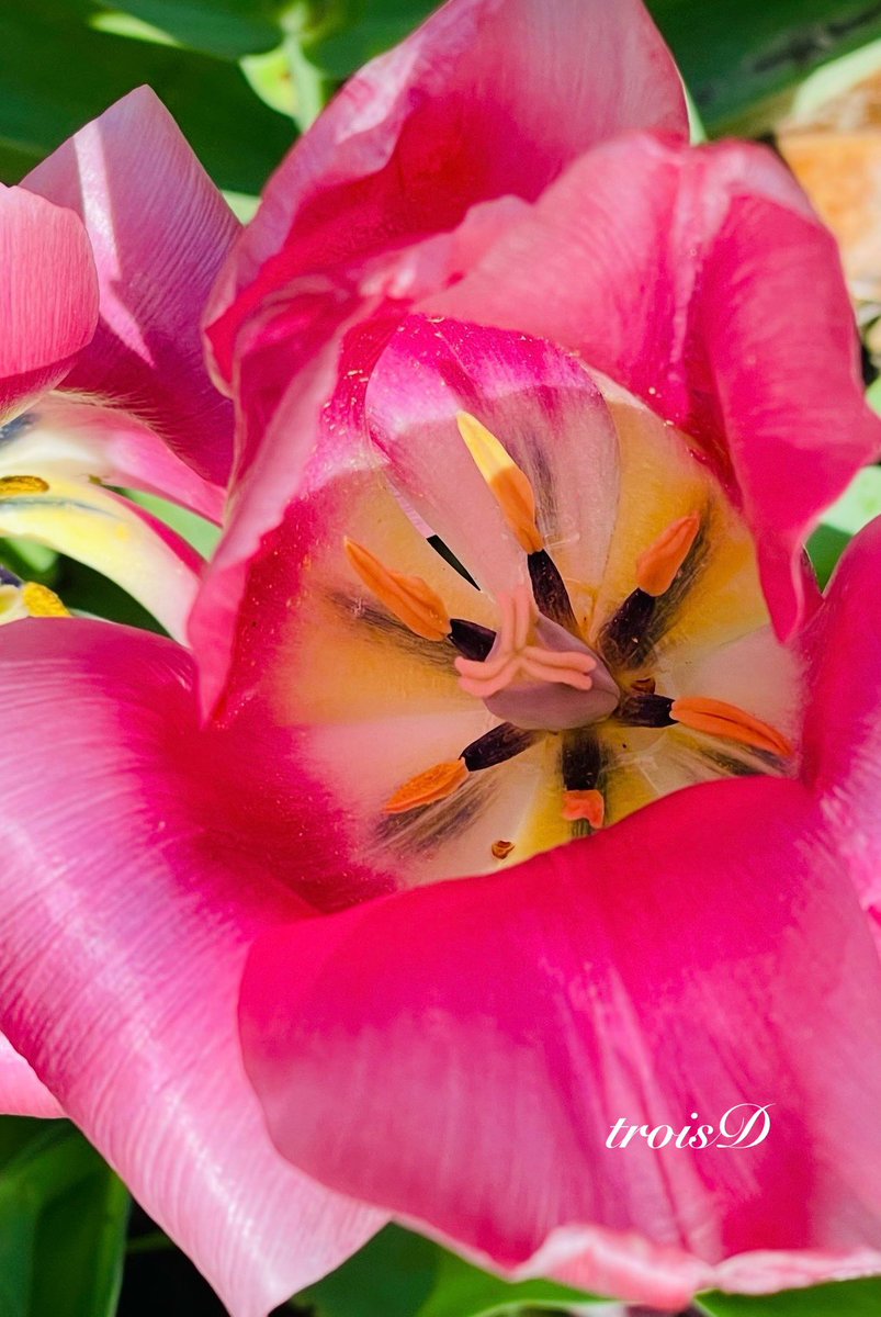 dianne0805's tweet photo. Macro Monday…🌷🌷🌷
Wishing you all a wonderful start to the new week.
Take care, my friends, and remember to be kind!
🙋♀️🤗💕🌷
#MacroMandy #MomentShots https://t.co/QJ7wAeDahL