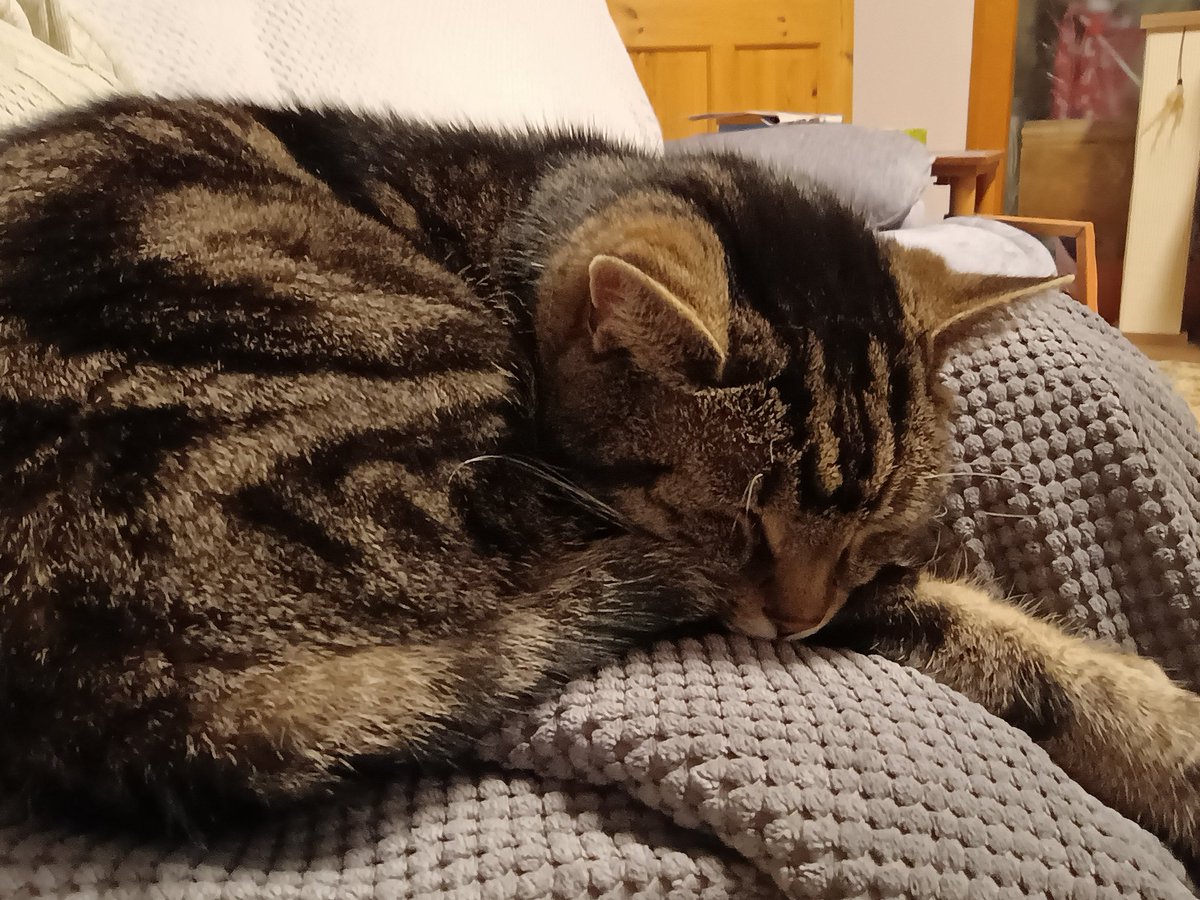 ceefurclarke1's tweet photo. @SusanCalman Fudge needed a nap after working hard eating his breakfast https://t.co/pi2TfHHf9k