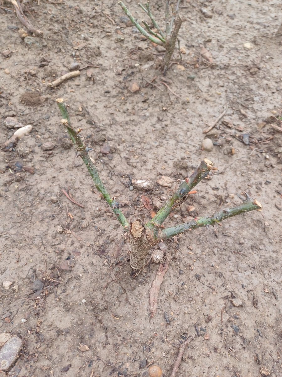 Red Territorios Sostenibles #RedEcoTerritorios (@sosterritorios) on Twitter photo Nuevo #Insulto del <a href="/Ayto_Sevilla/">Ayuntamiento de Sevilla</a> al trabajo del #Voluntariado en #JardinesDelGuadalquivir.
Su #GestiónCriminal del #Arbolado se resume en este #Parterre:
Plantamos 8 Perales Silvestres
Robaron 5
Destrozaron 1 desbrozando
Ahora arrancan los 2 últimos para plantar rosales de saldo. Nuevo #Insulto del <a href="/Ayto_Sevilla/">Ayuntamiento de Sevilla</a> al trabajo del #Voluntariado en #JardinesDelGuadalquivir.
Su #GestiónCriminal del #Arbolado se resume en este #Parterre:
Plantamos 8 Perales Silvestres
Robaron 5
Destrozaron 1 desbrozando
Ahora arrancan los 2 últimos para plantar rosales de saldo.