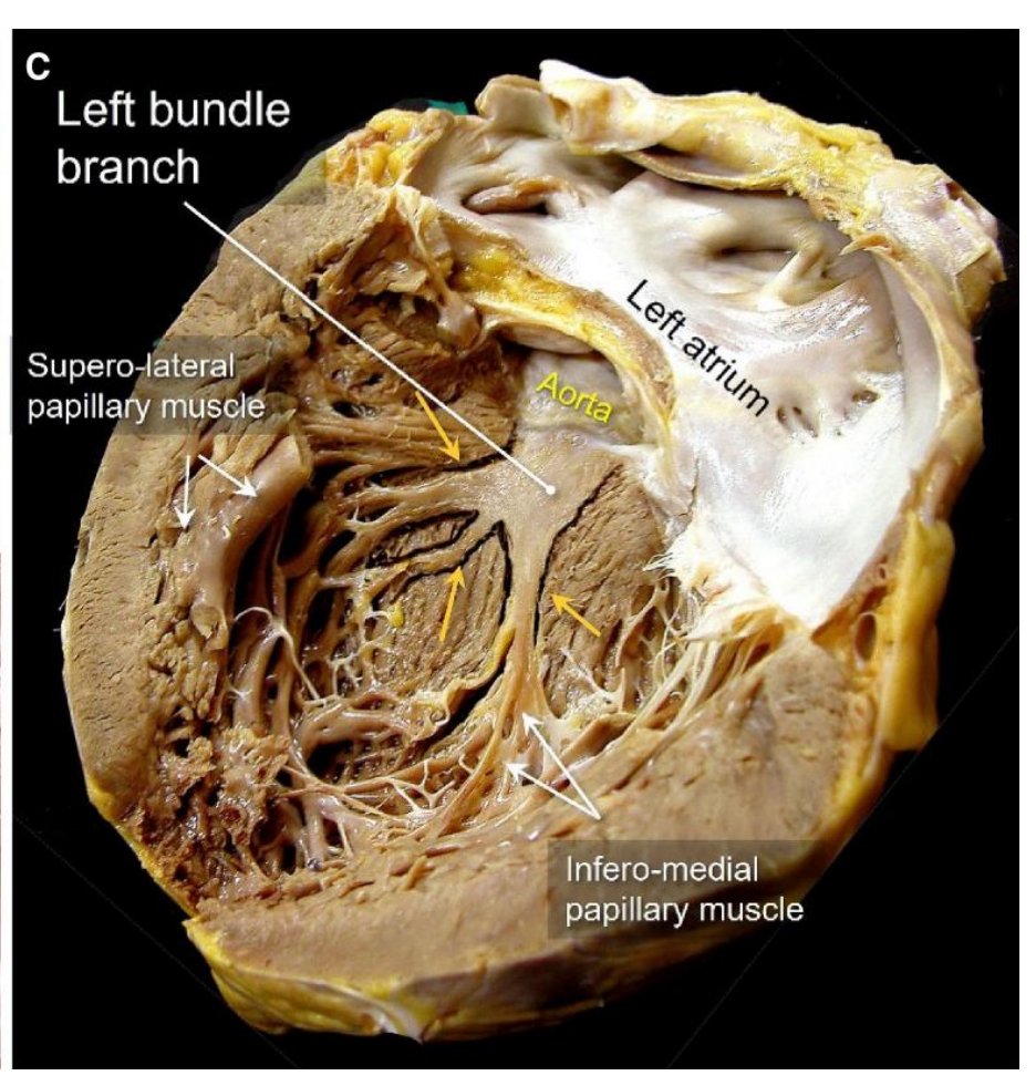 Milan Koštek tweet media